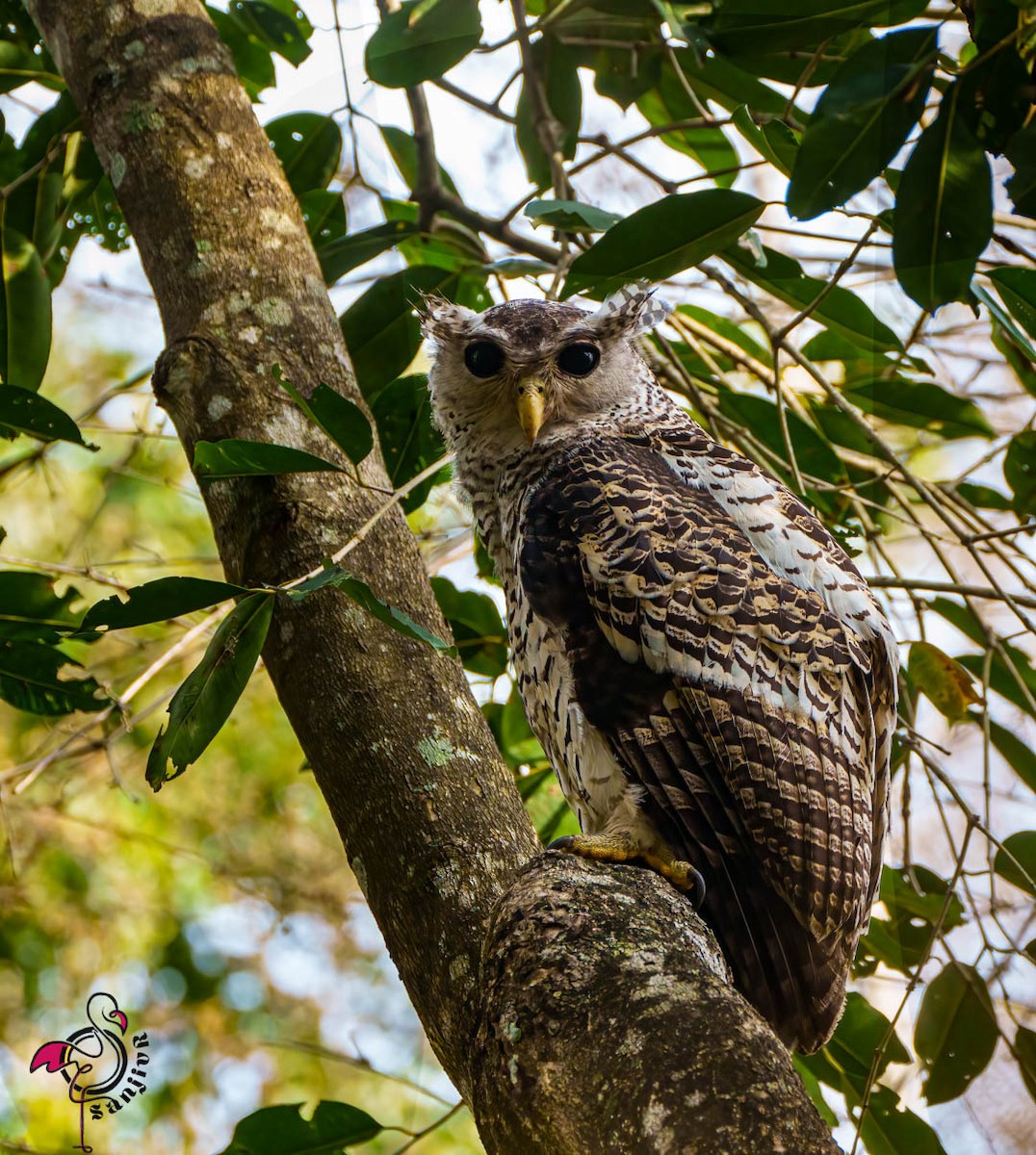 Spot-bellied Eagle-Owl - ML615174209