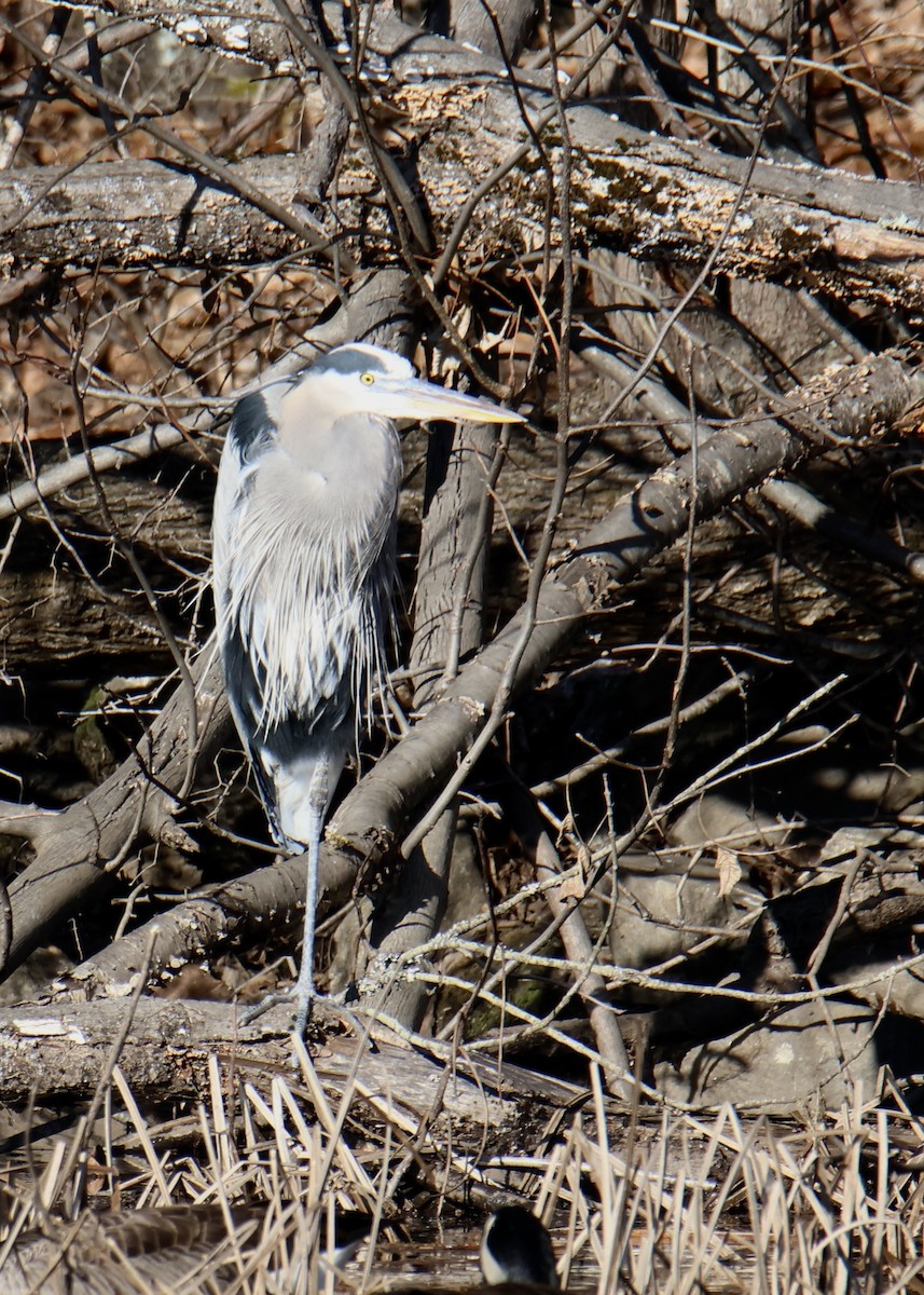 Great Blue Heron - ML615174271