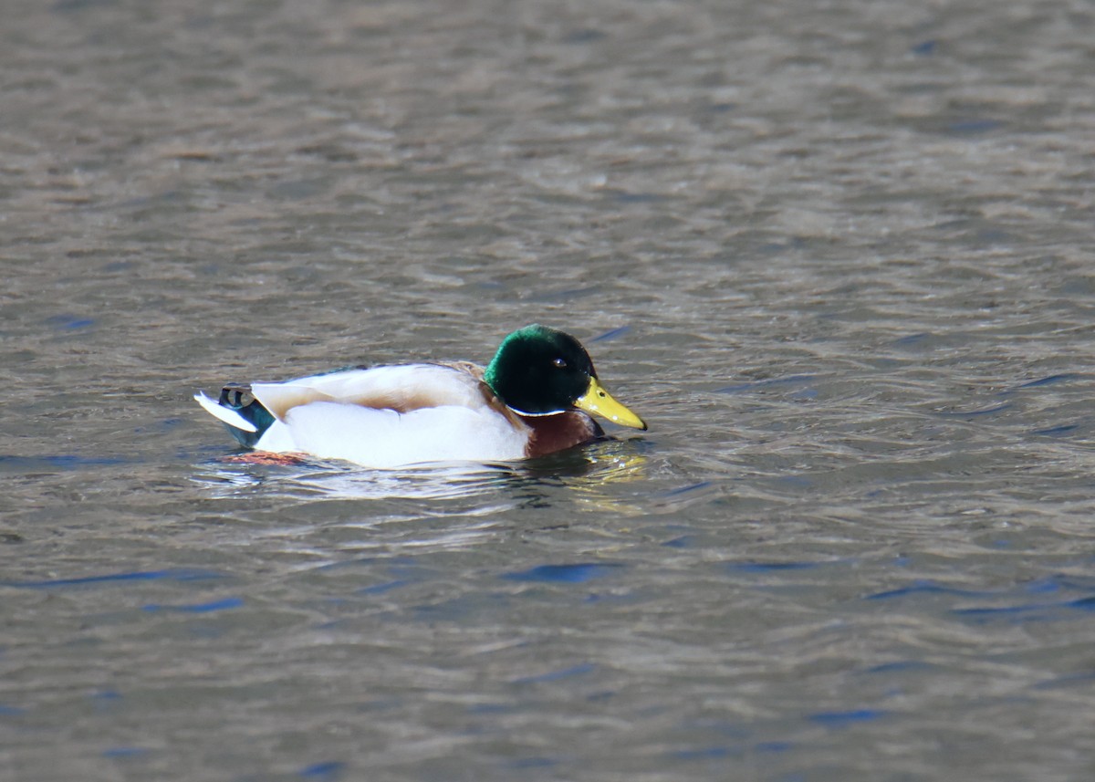 Mallard - Brenda  Beard