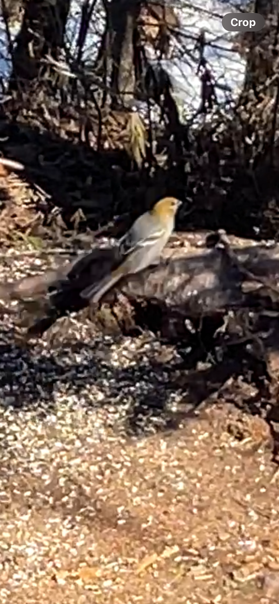 Pine Grosbeak - ML615174297