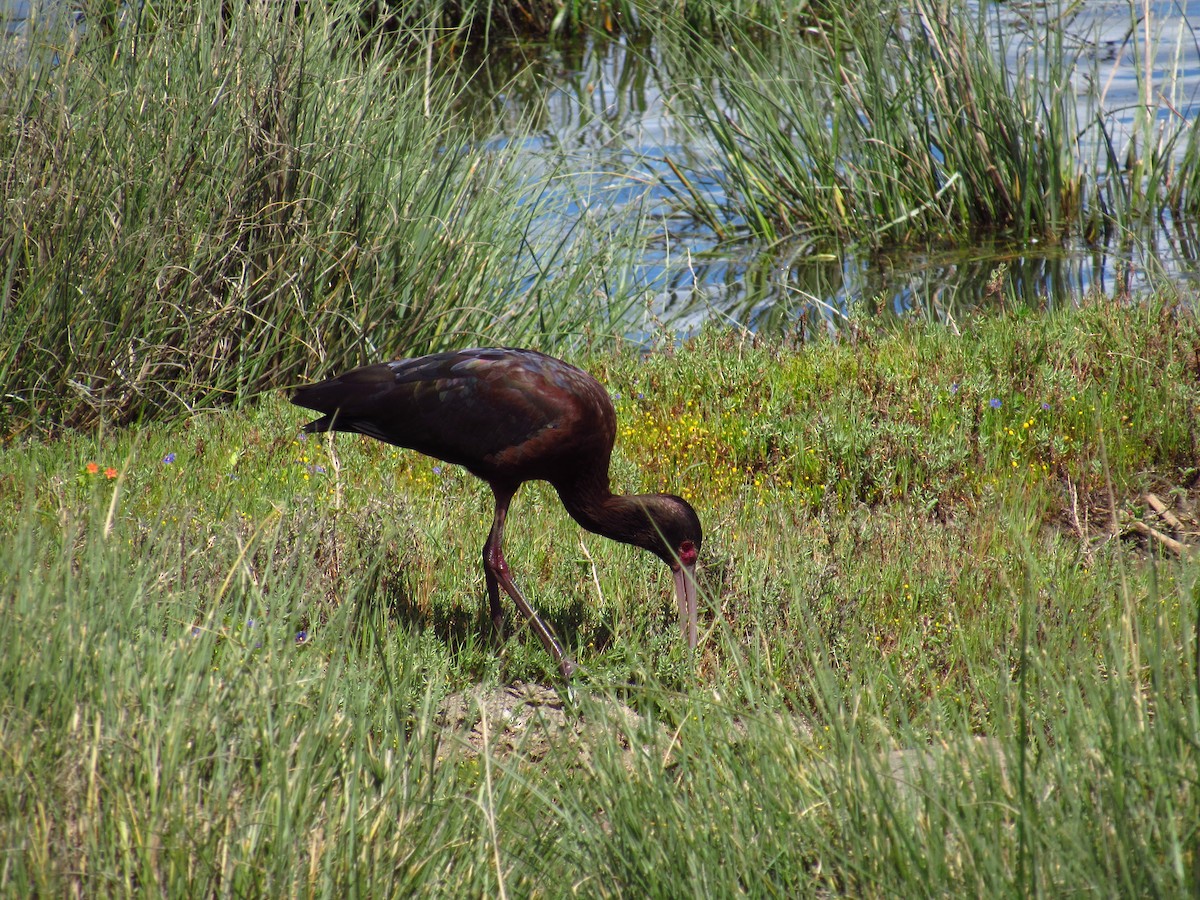 White-faced Ibis - ML615174308