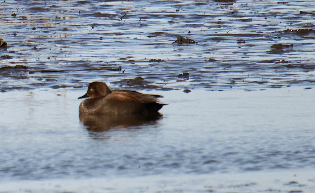 Gadwall - ML615174319