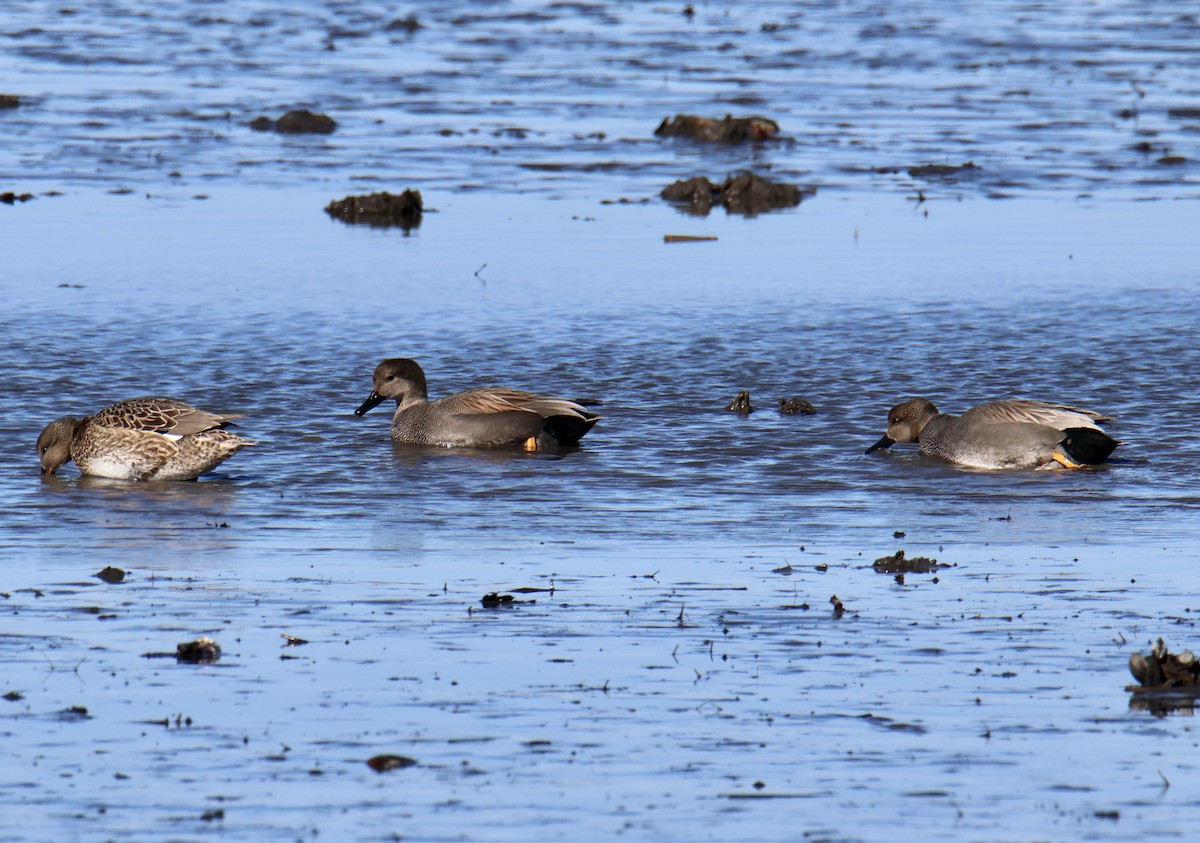 Gadwall - ML615174328