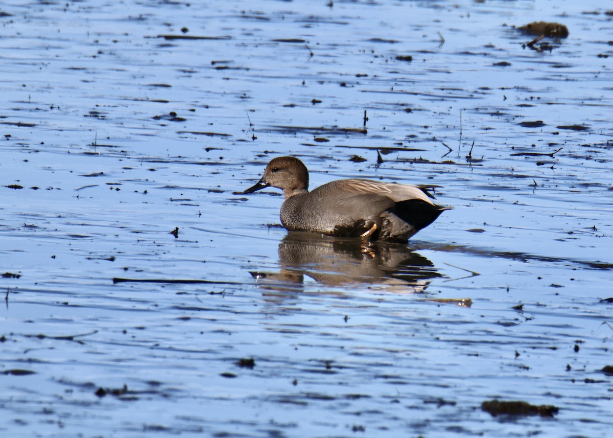 Gadwall - ML615174331