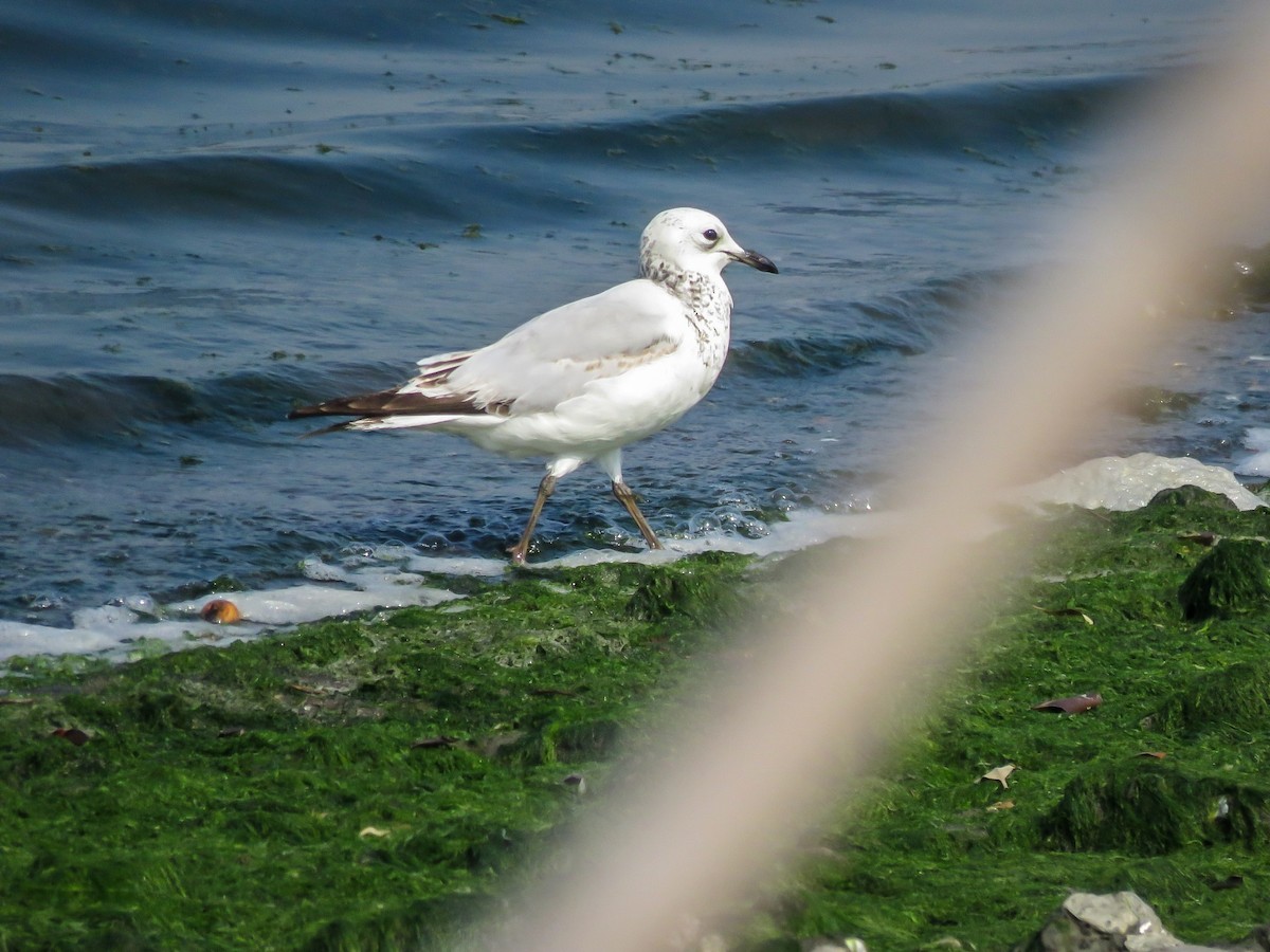 Relict Gull - Falcon Cheng