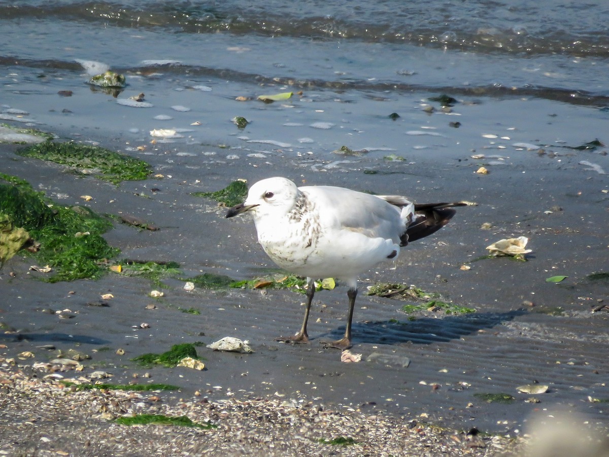 Relict Gull - Falcon Cheng