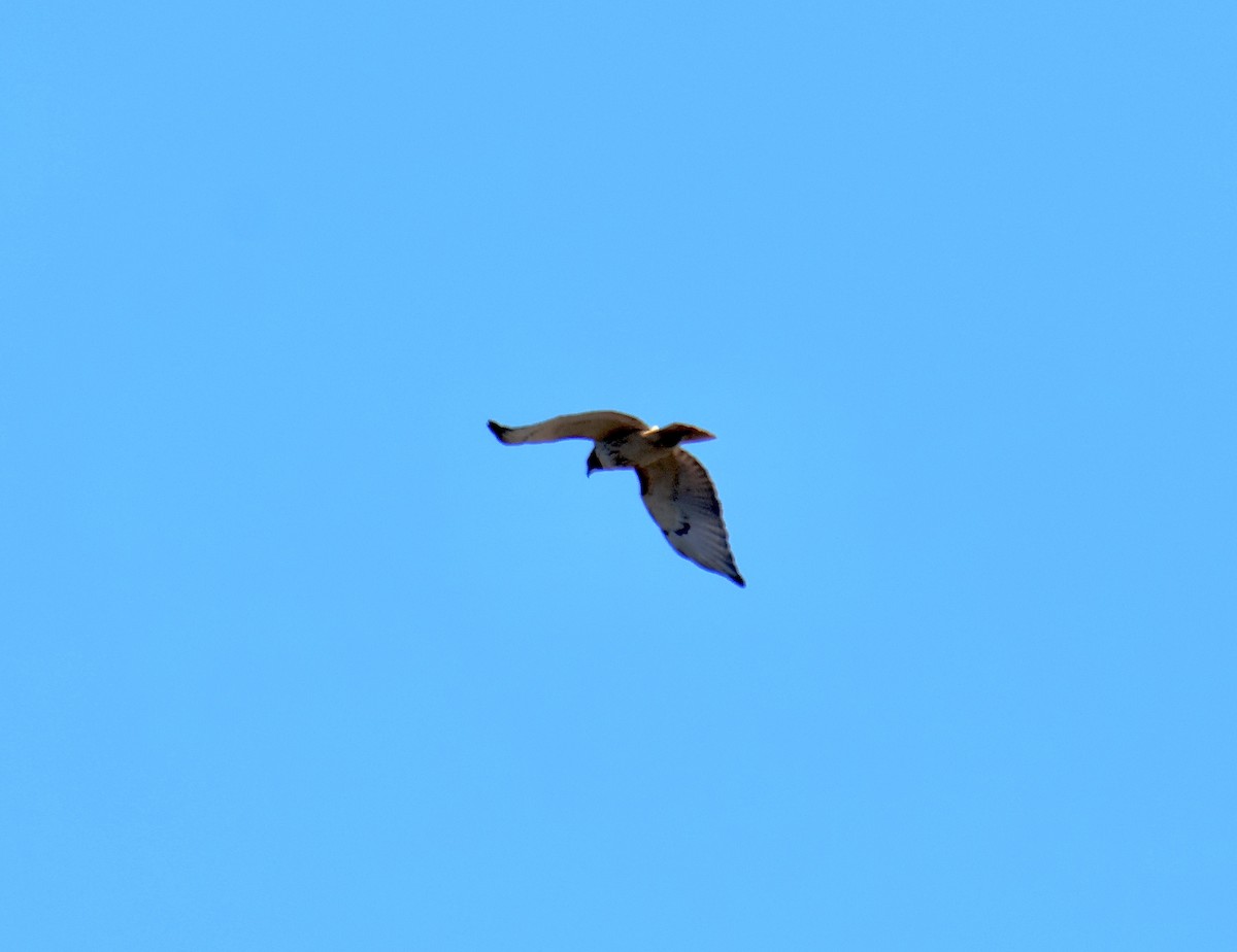 Red-tailed Hawk - ML615174359