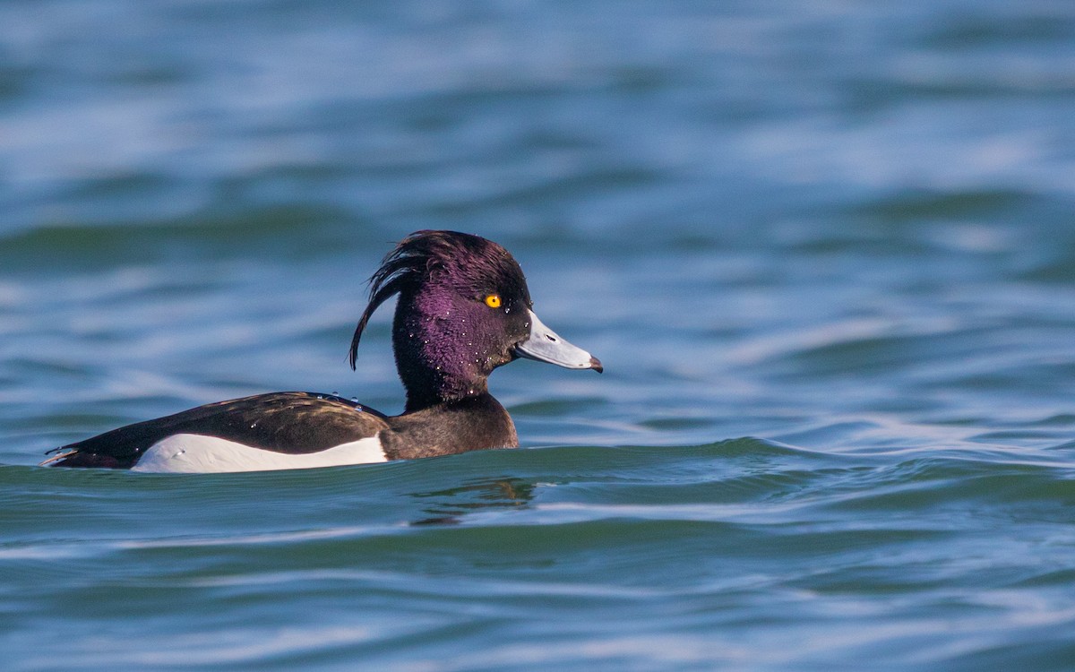 Tufted Duck - Ömer Faruk Durdu
