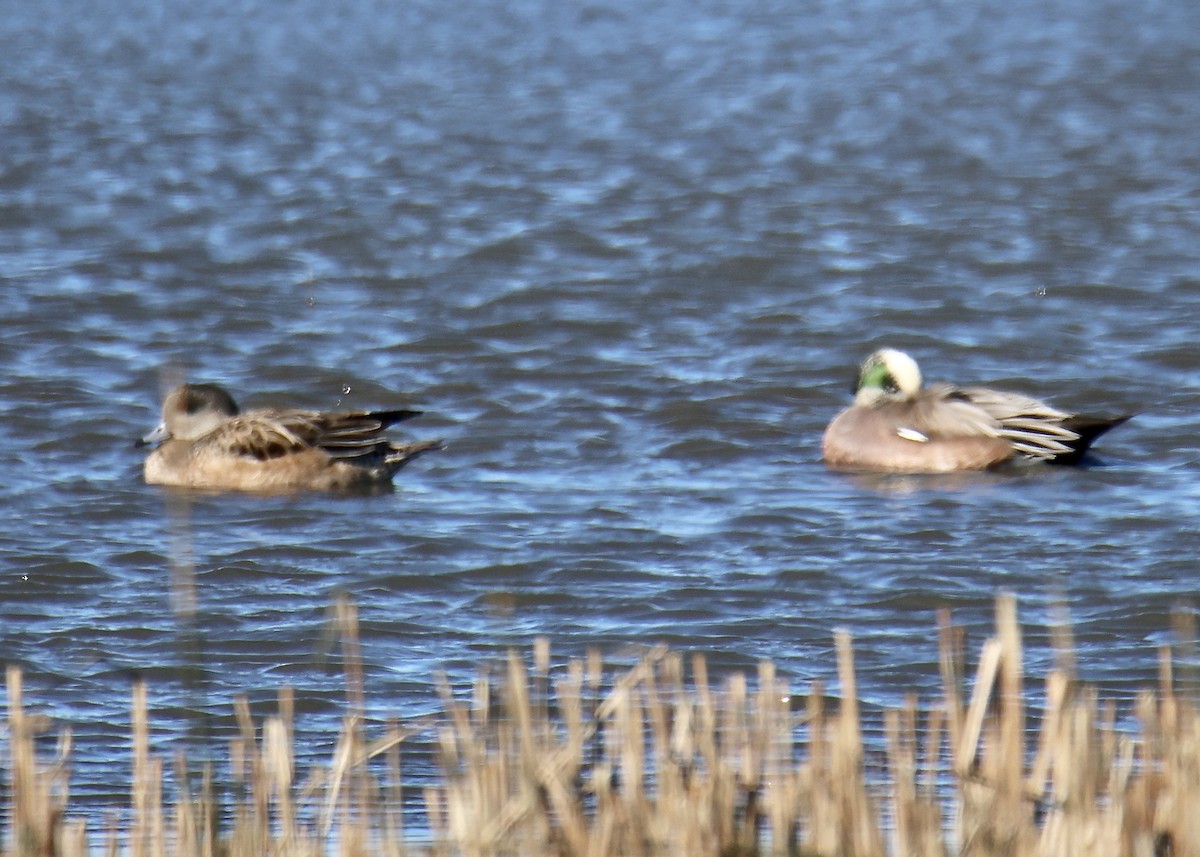 American Wigeon - ML615174396