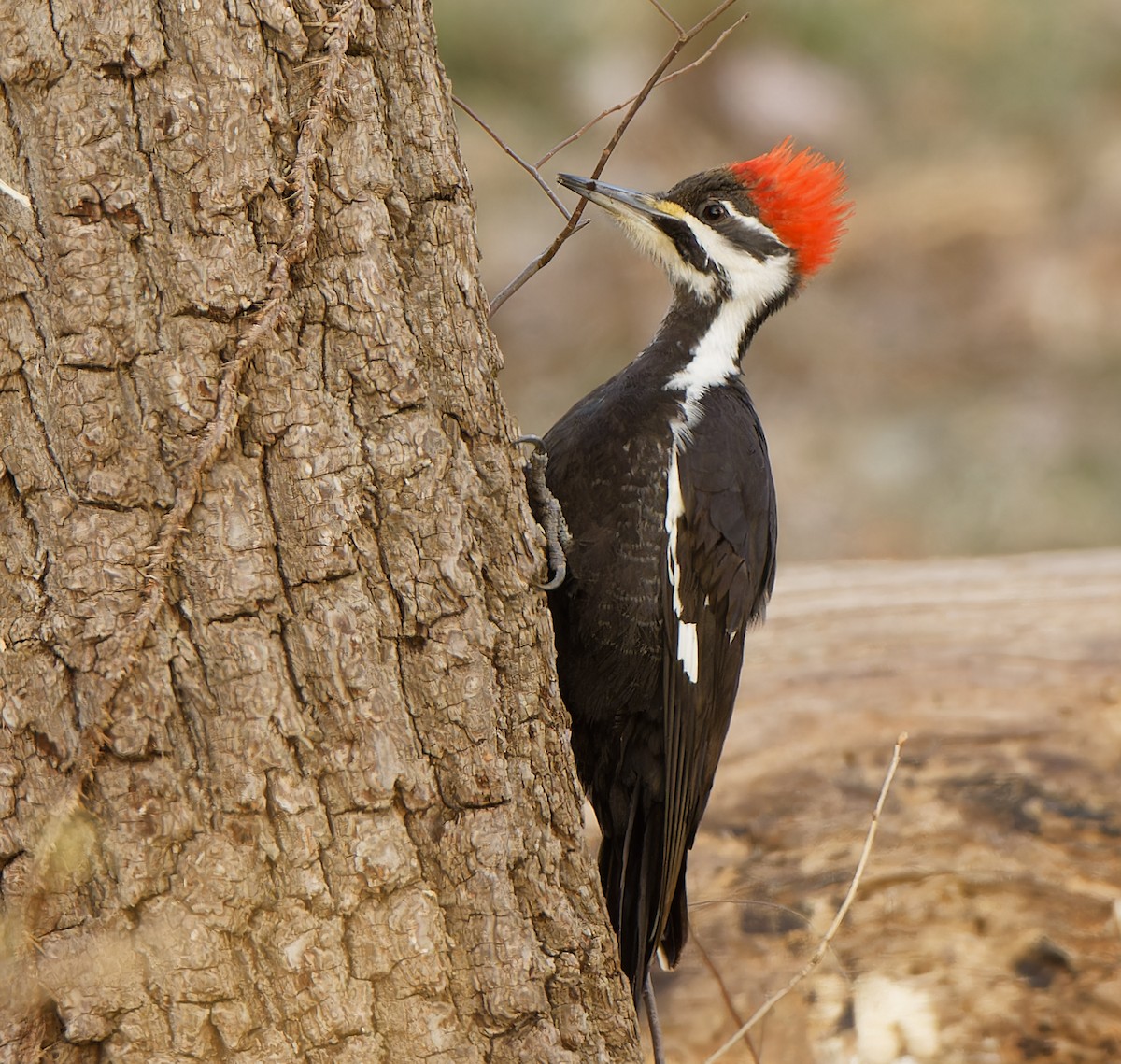 Pileated Woodpecker - Garold Sneegas