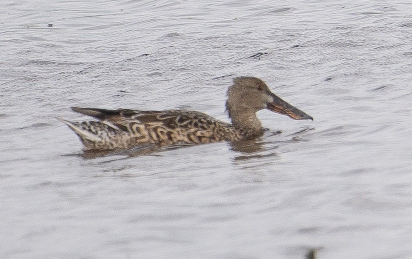 Northern Shoveler - ML615174464