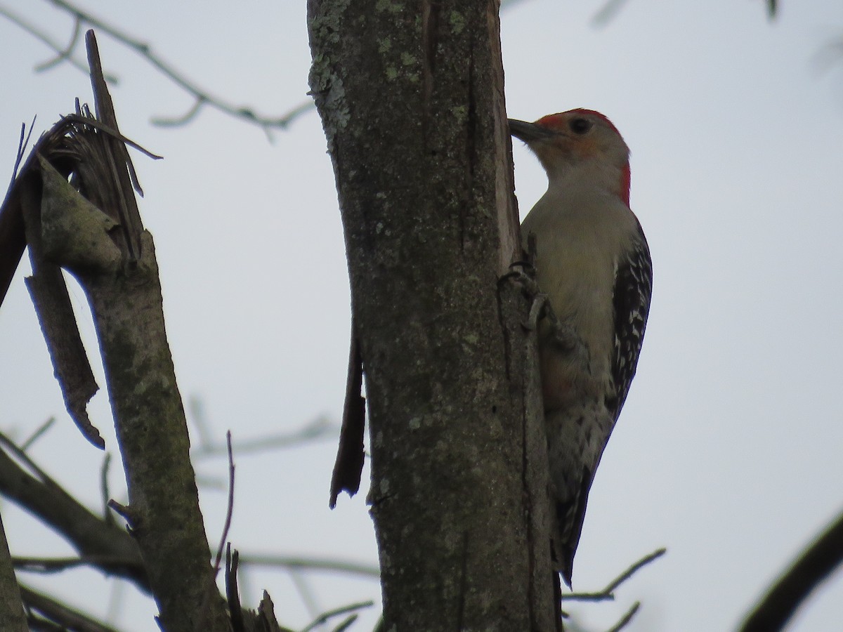 Red-bellied Woodpecker - ML615174467