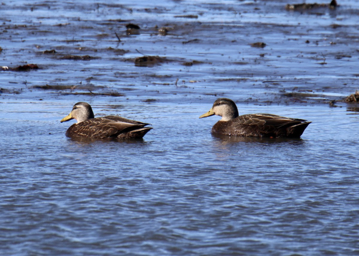 American Black Duck - ML615174490