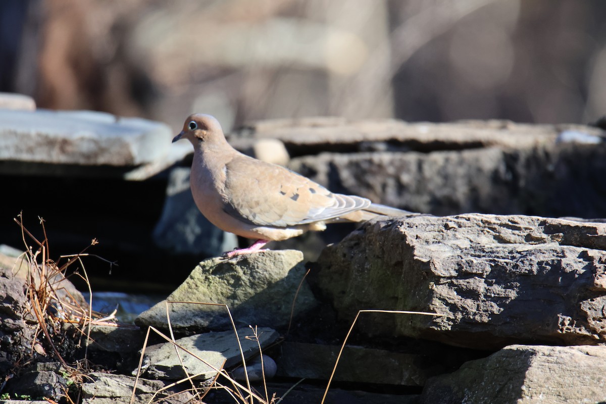 Mourning Dove - ML615174500