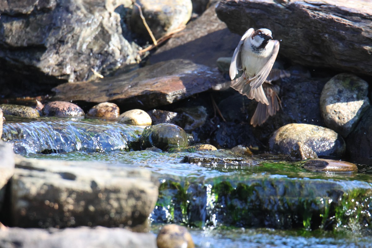 House Sparrow - ML615174503