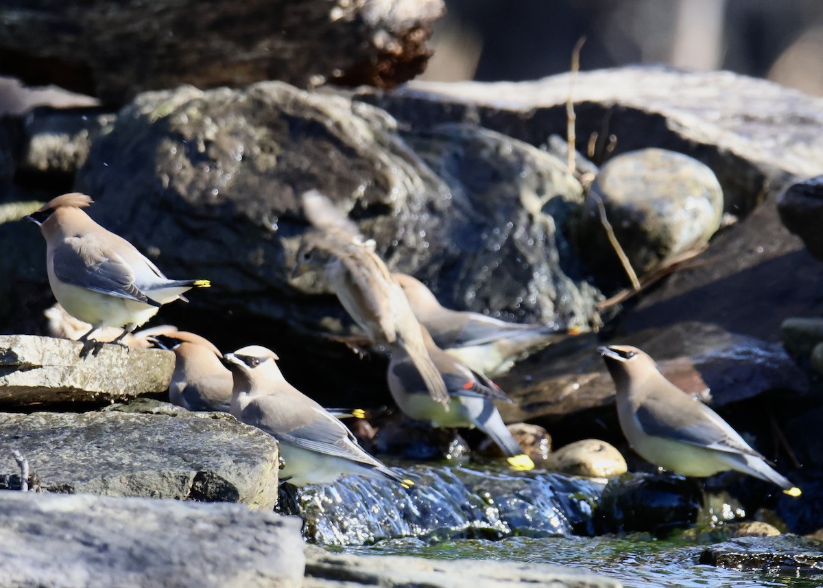 Cedar Waxwing - ML615174511