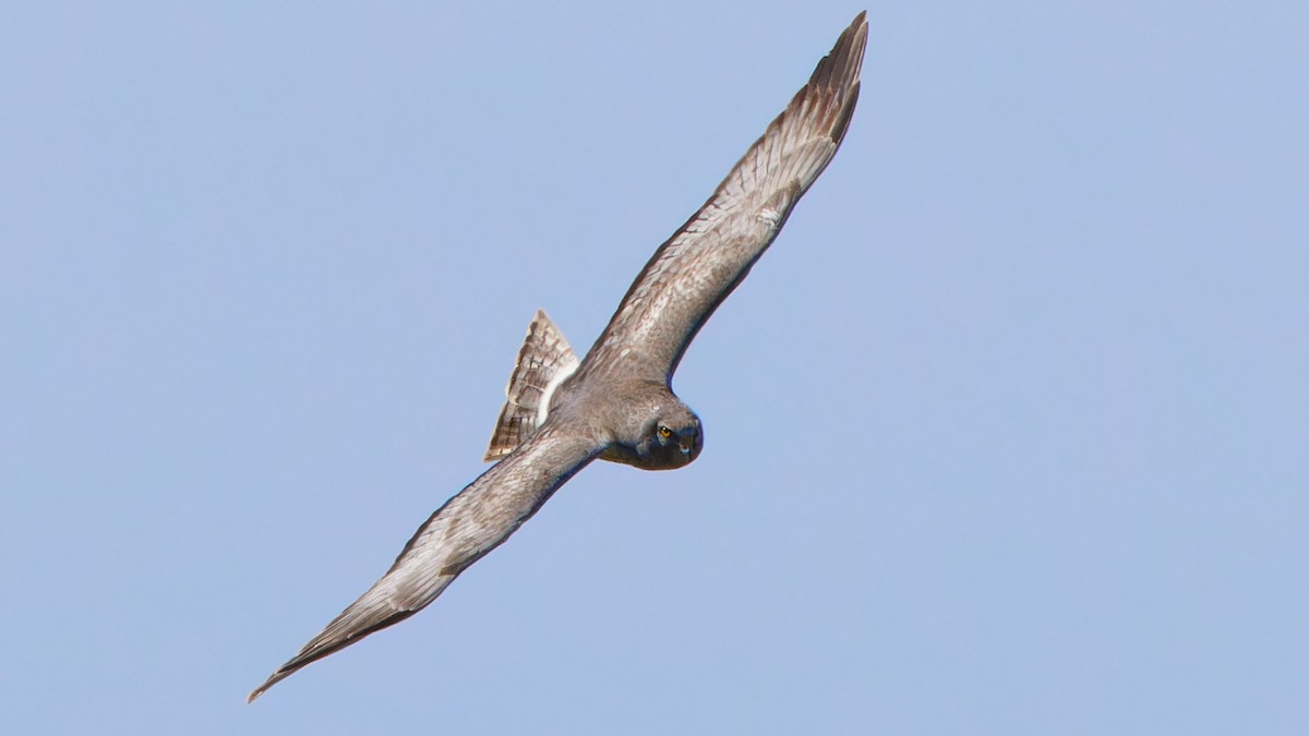 Northern Harrier - ML615174516