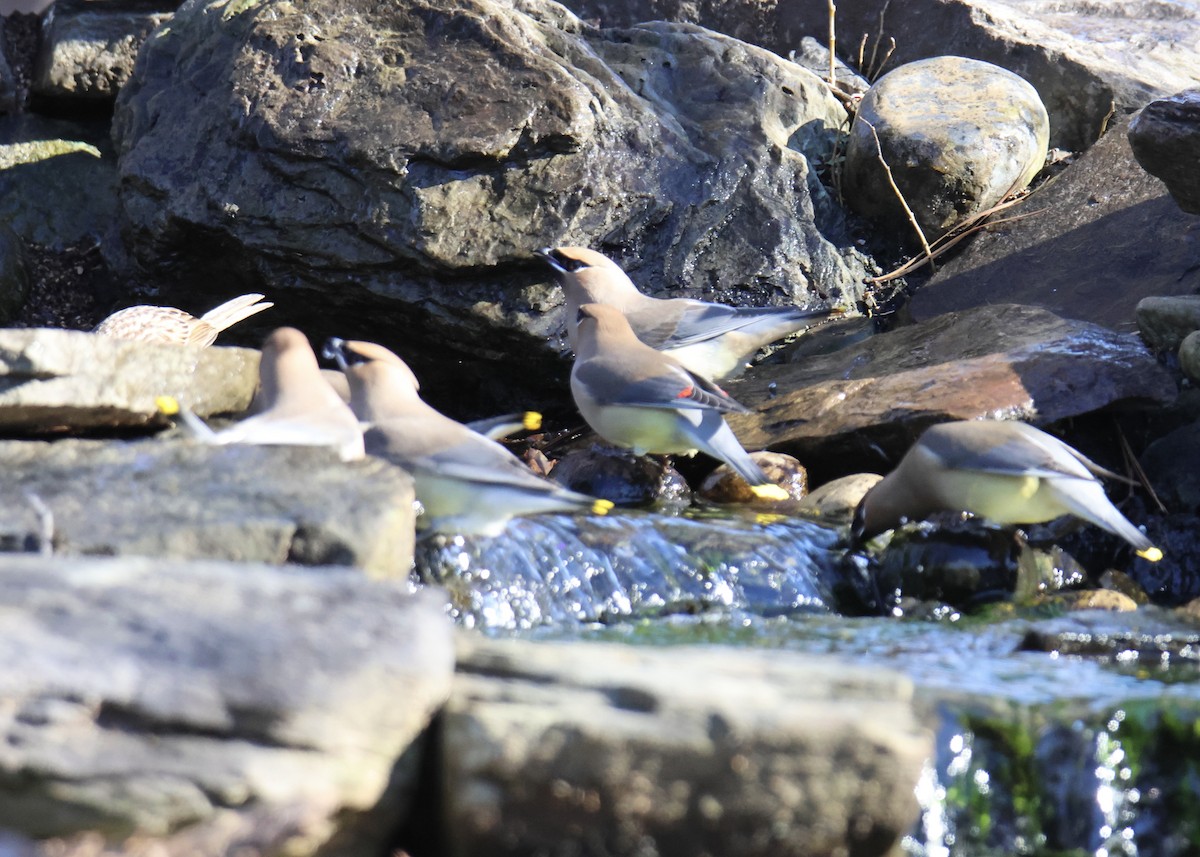 Cedar Waxwing - Brenda  Beard