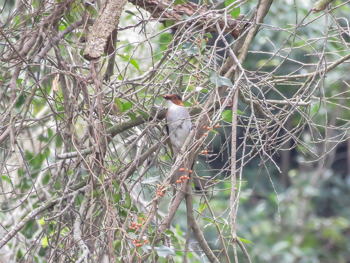 Chestnut Bulbul - ML615174610