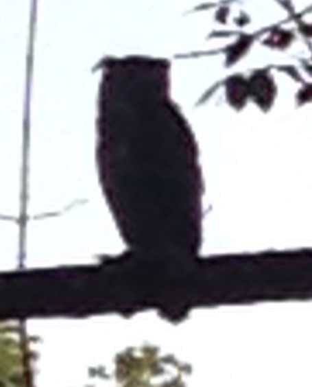 Great Horned Owl - ML615174633