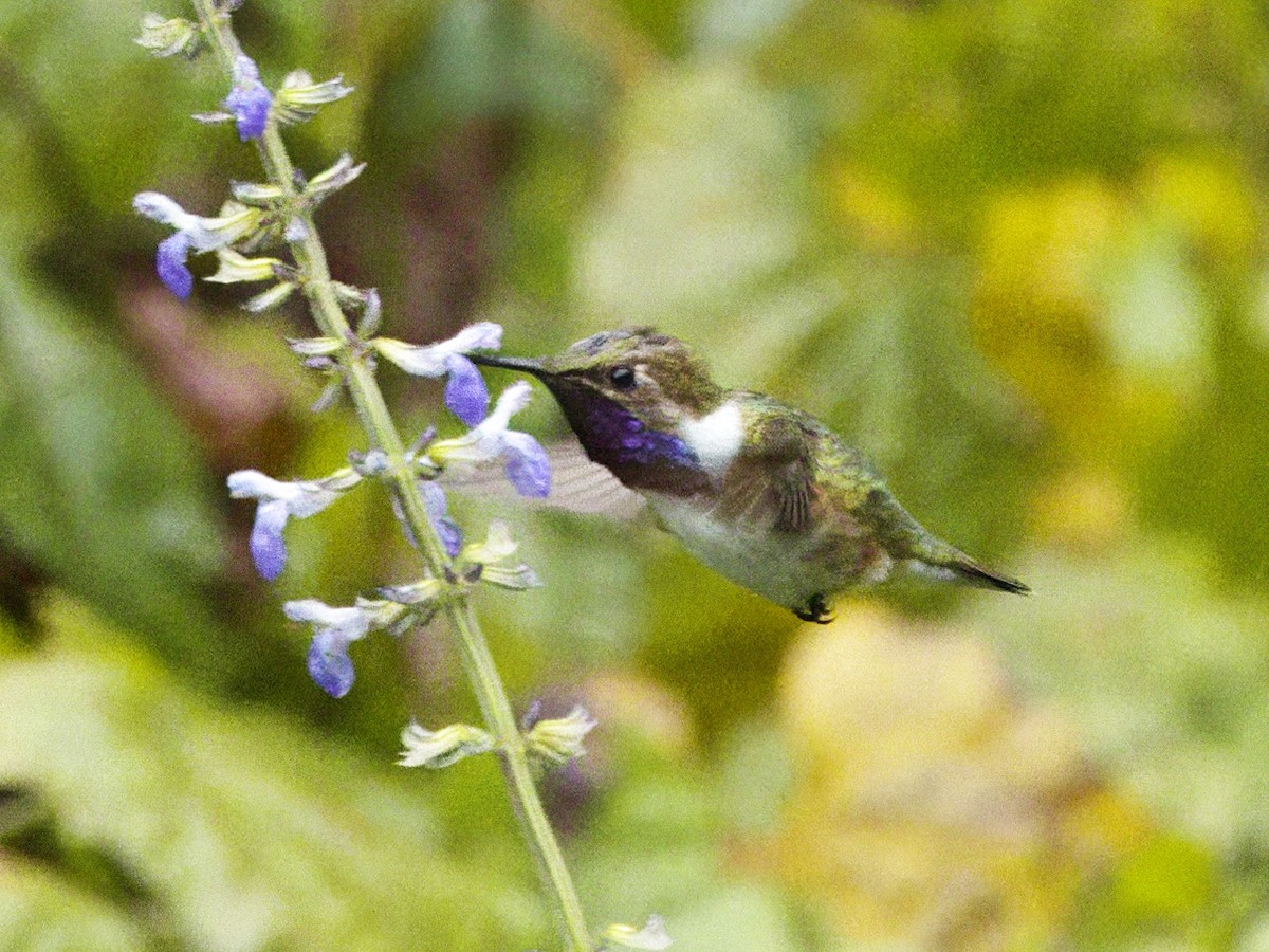 Bumblebee Hummingbird - ML615174652