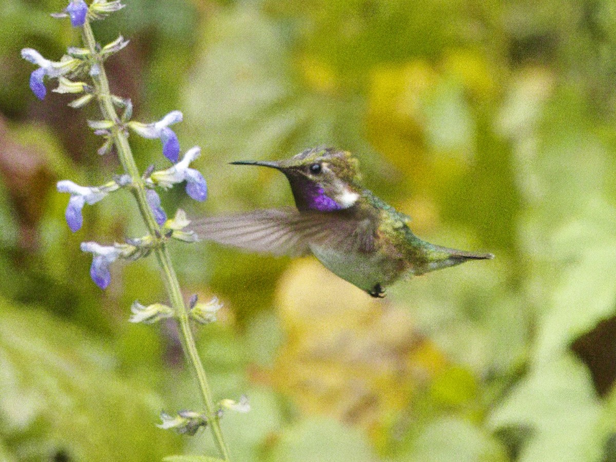 Bumblebee Hummingbird - ML615174653