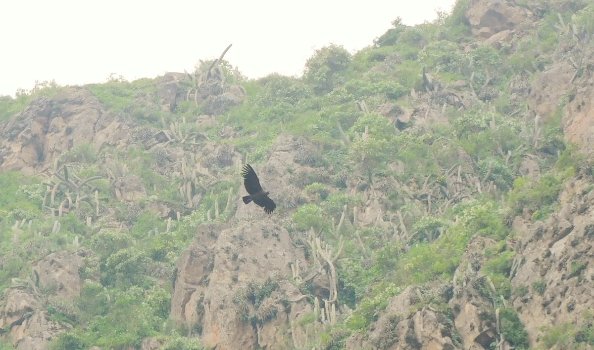 Condor des Andes - ML615174837