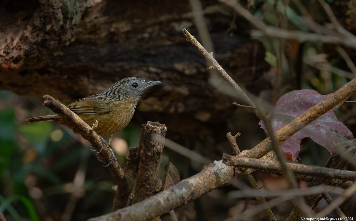 Streaked Wren-Babbler - Nattapong Banhomglin