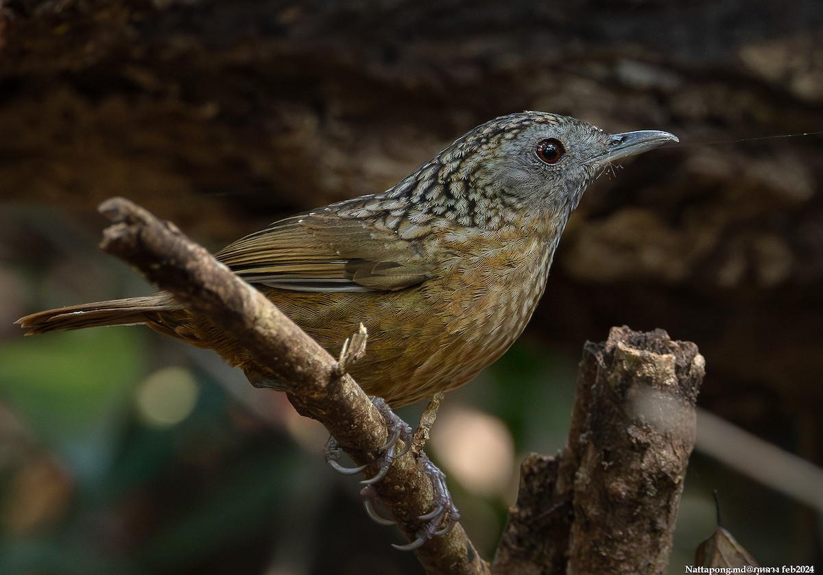 Streaked Wren-Babbler - Nattapong Banhomglin