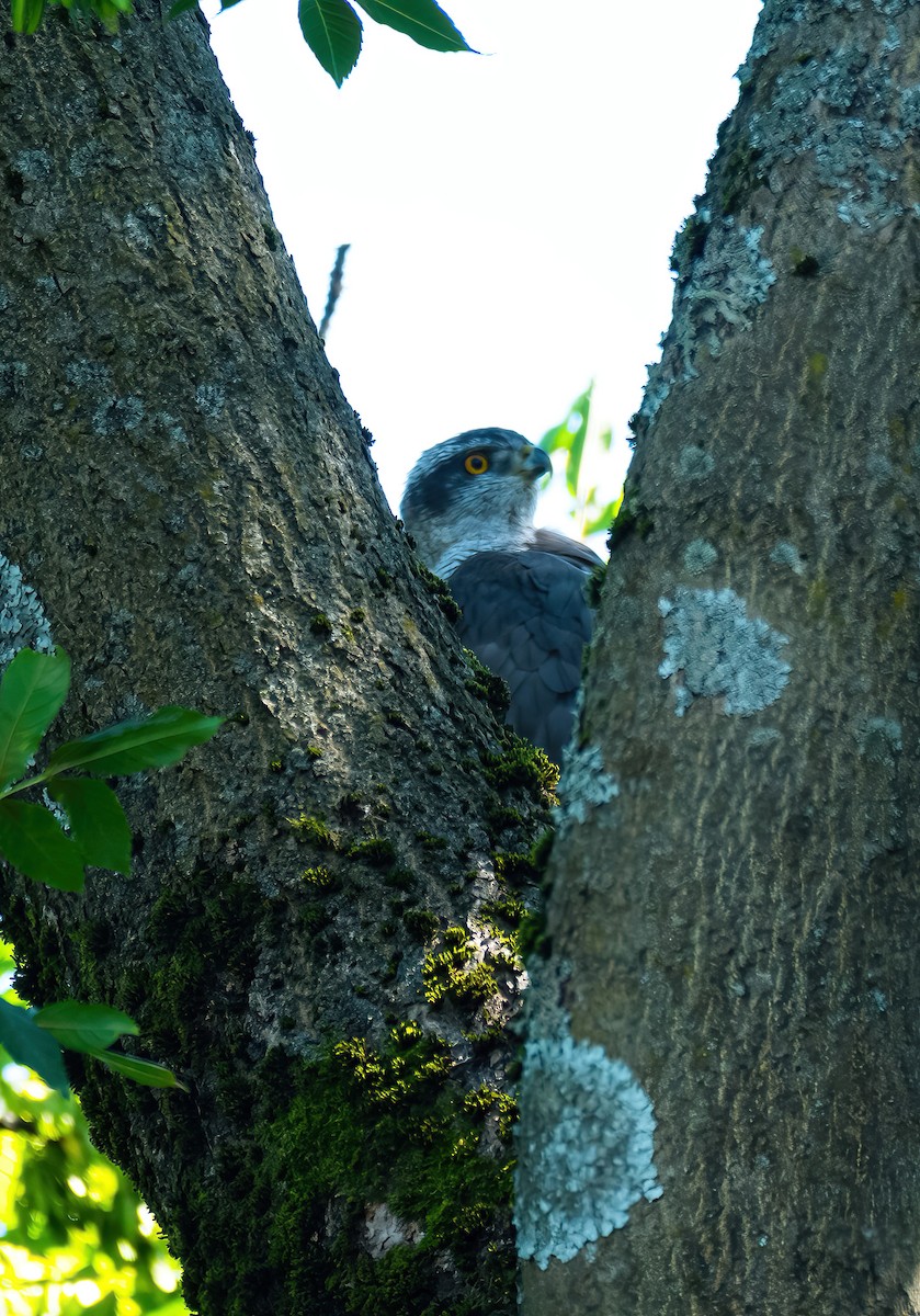 Eurasian Goshawk - ML615175003