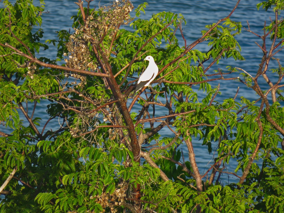 Pied Imperial-Pigeon - ML615175011
