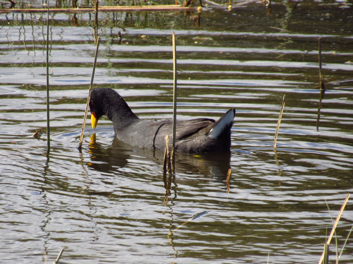 Red-fronted Coot - Mario Reyes