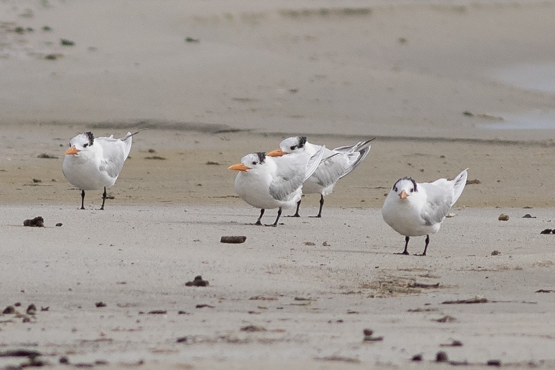 Royal Tern - ML615175093