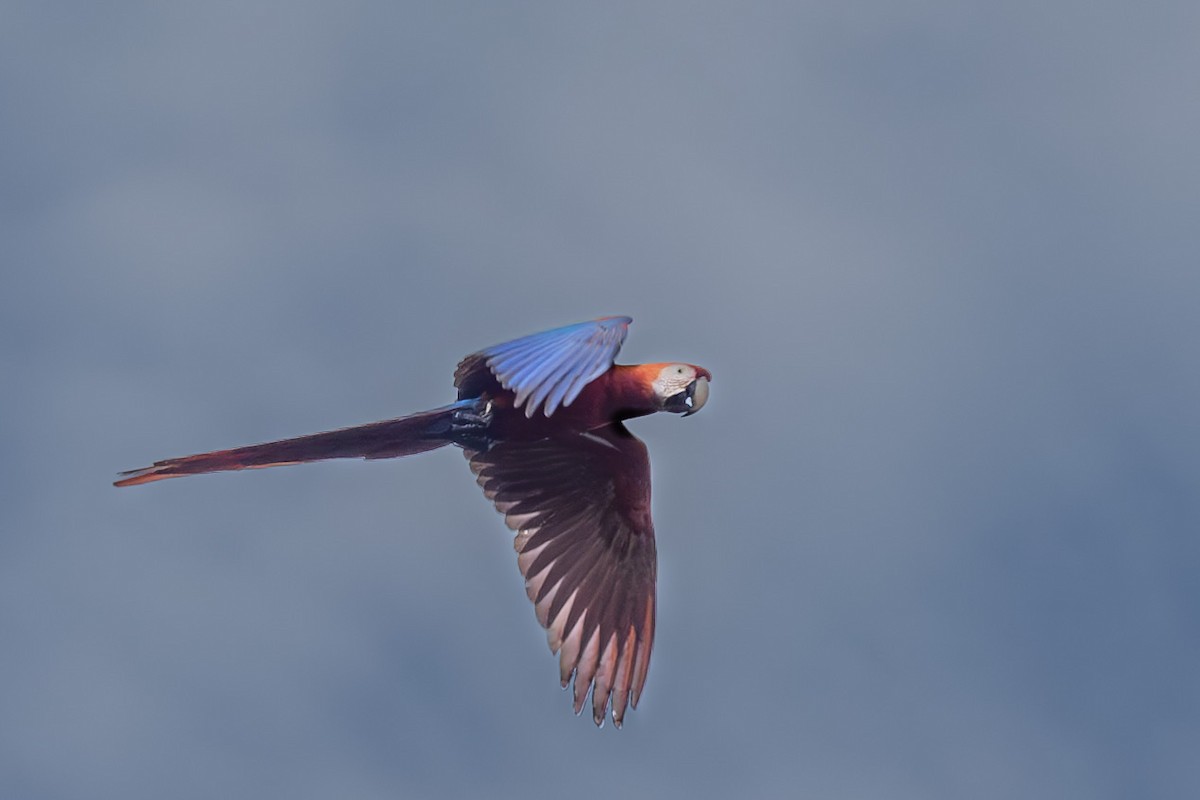Scarlet Macaw - ML615175105