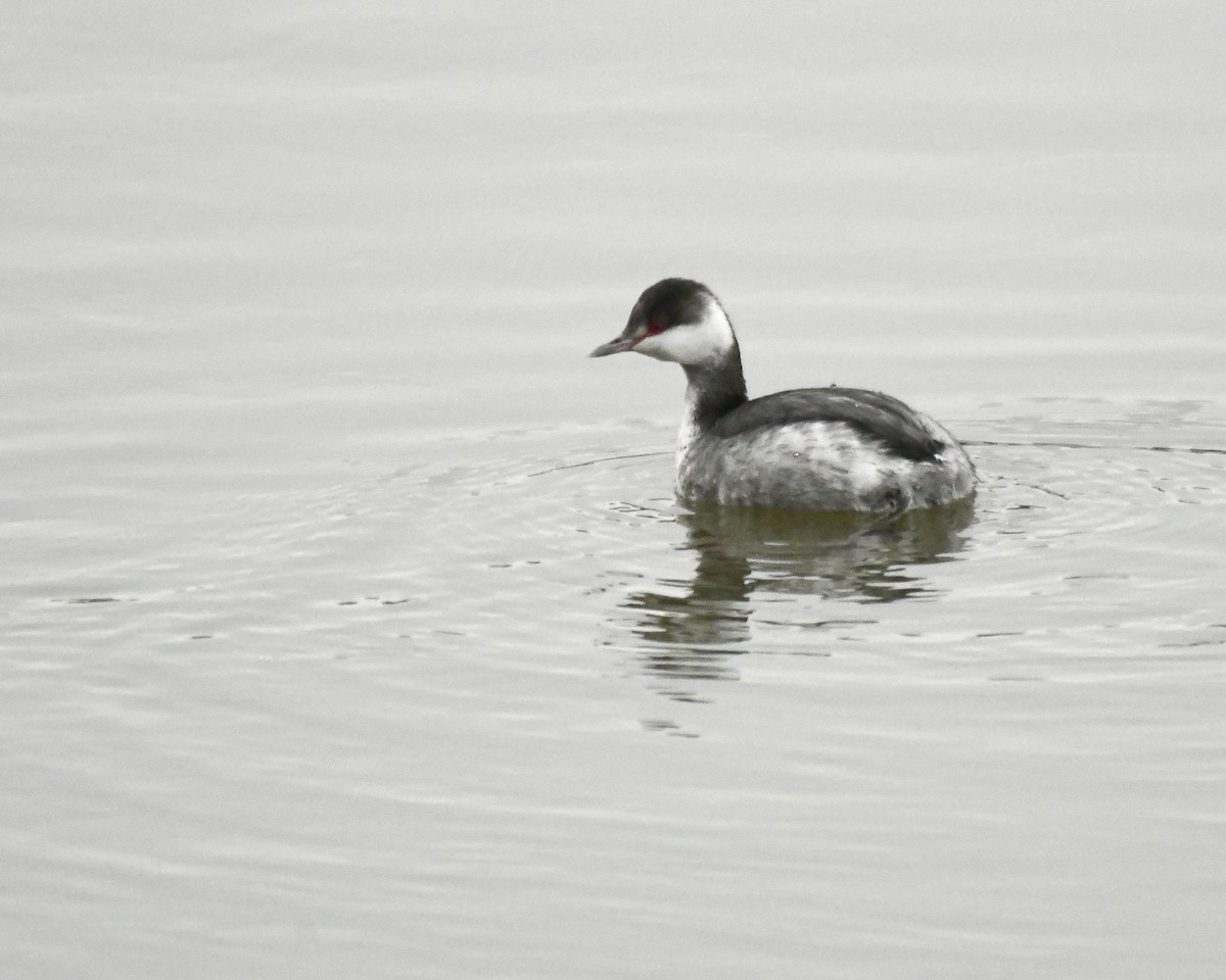 Horned Grebe - ML615175136