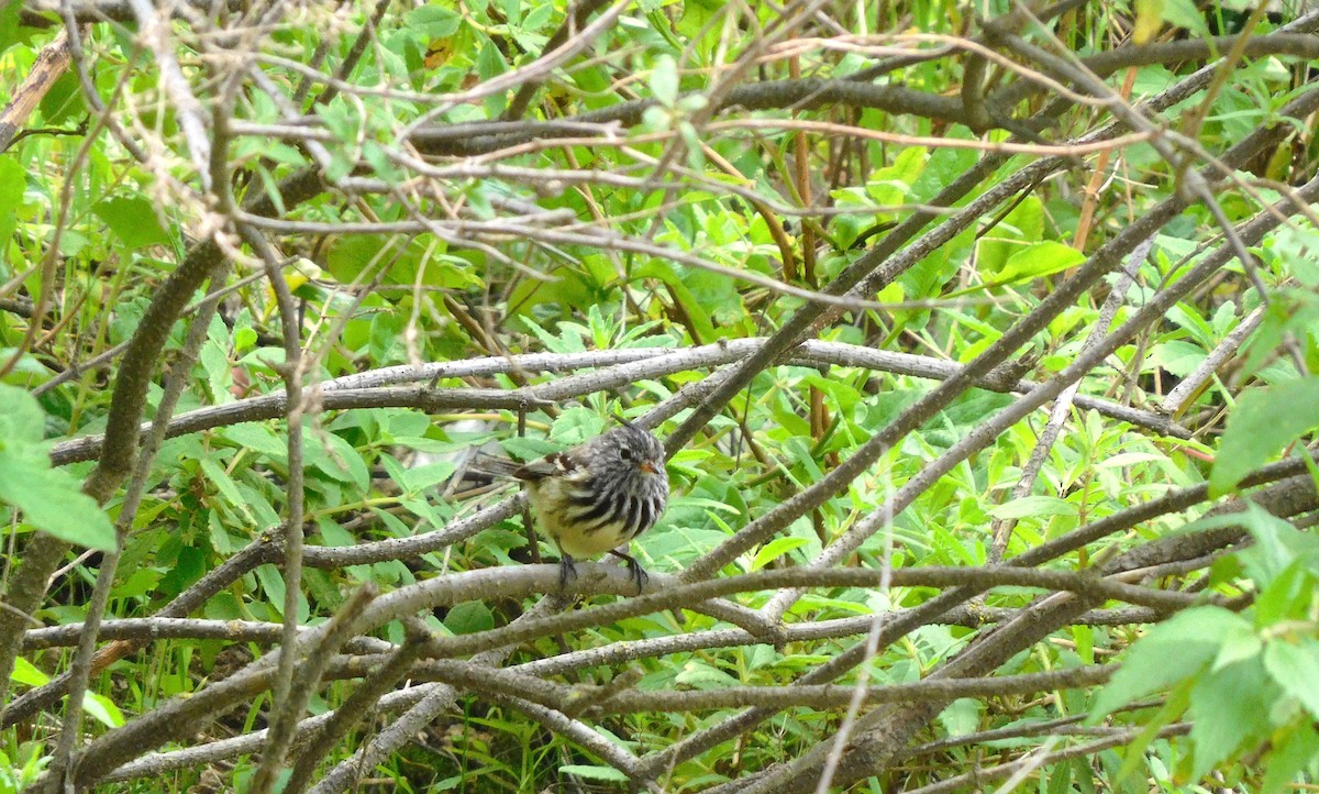 Yellow-billed Tit-Tyrant - Jesús Cieza www.southbirdingperu.com