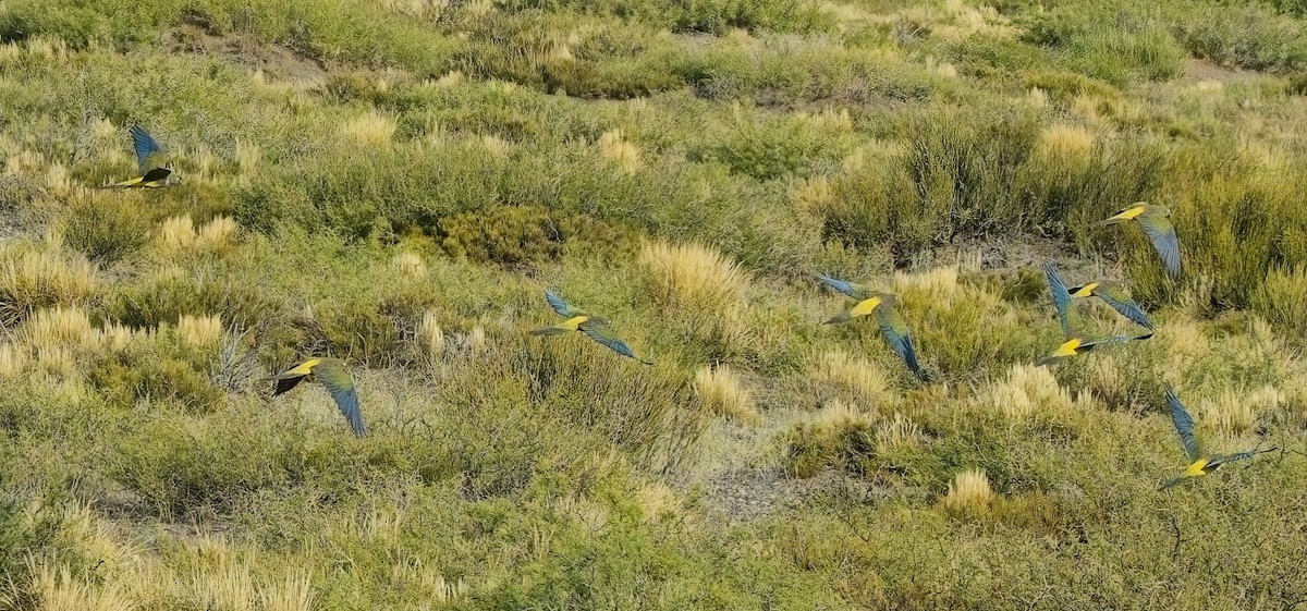 Patagonya Papağanı - ML615175221