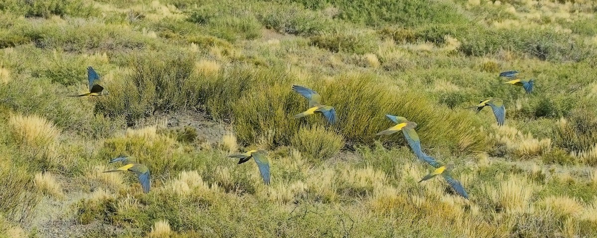 Patagonya Papağanı - ML615175225