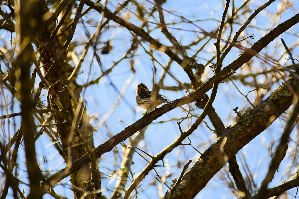 House Finch - ML615175304