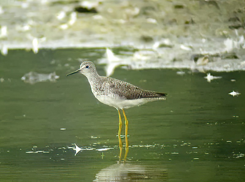 Lesser Yellowlegs - Eric Francois Roualet