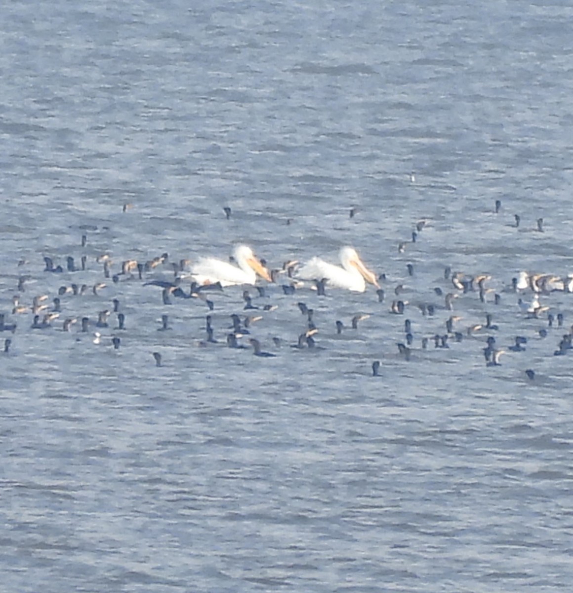 American White Pelican - ML615175380