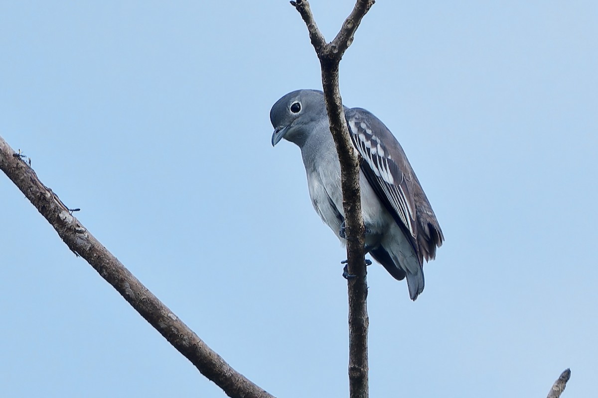 Snowy Cotinga - Don Danko