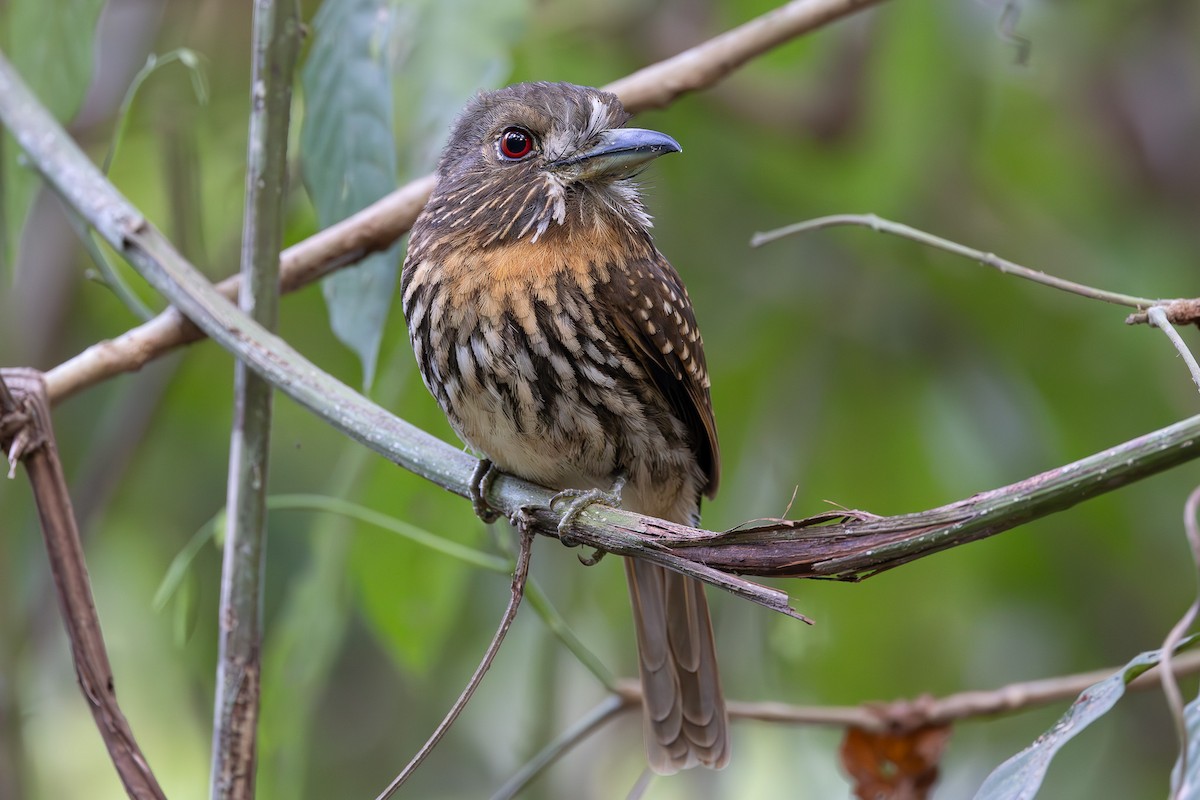 White-whiskered Puffbird - Steve and Cyndi Routledge