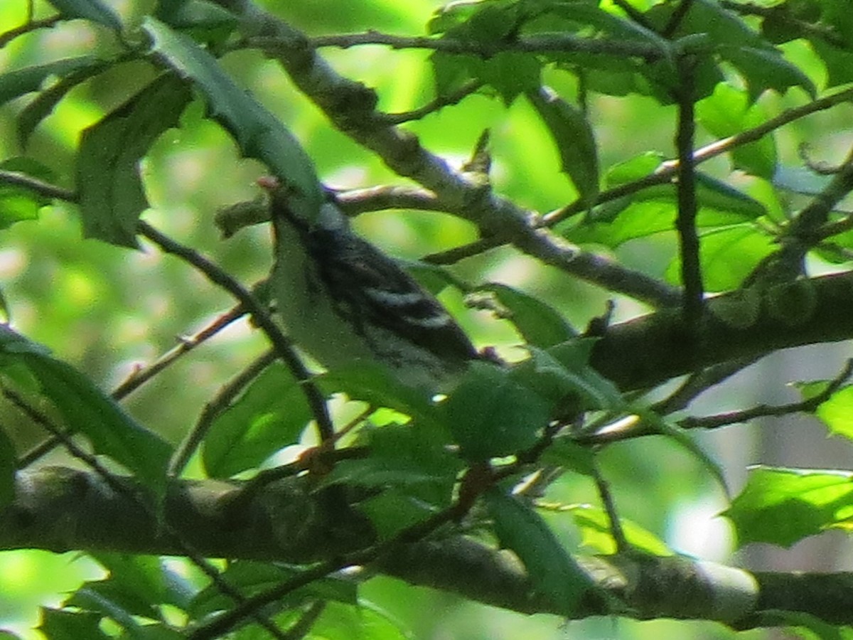 Blackpoll Warbler - Don Holcomb