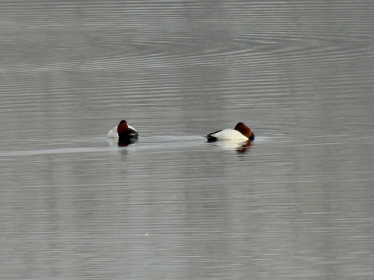 Canvasback - ML615175450