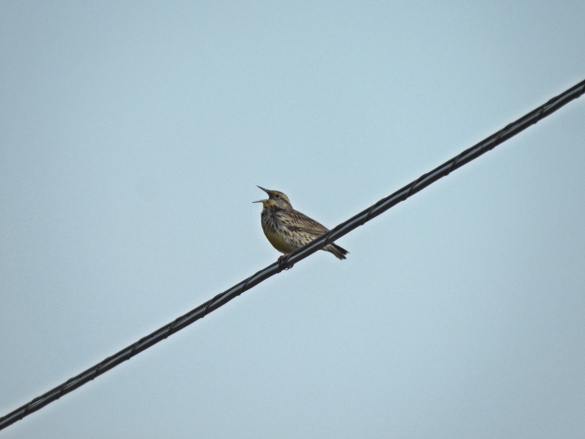 Western Meadowlark - ML615175525