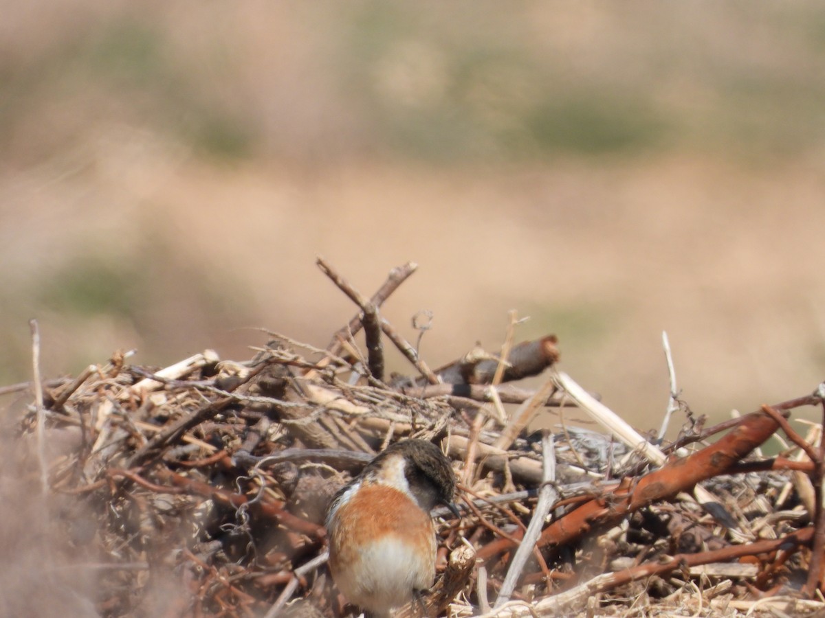 European Stonechat - ML615175548