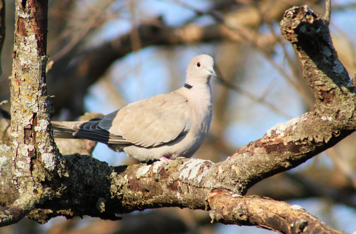 Eurasian Collared-Dove - Gary Lechliter