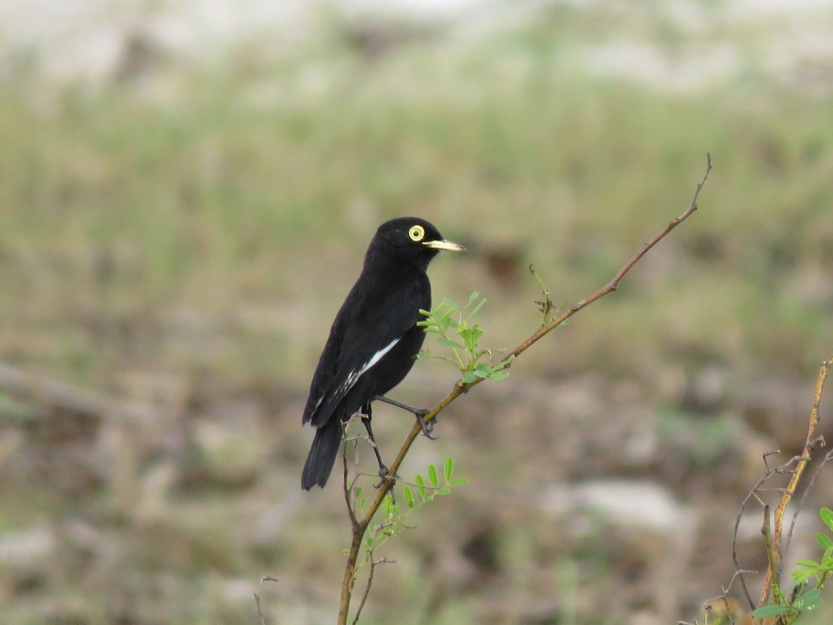 Spectacled Tyrant - ML615175681