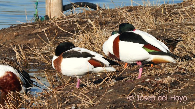 Common Shelduck - ML615175689